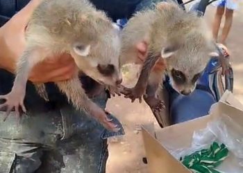 PMCE resgata filhotes de guaxinim “mão-pelada” na zona rural de Milagres