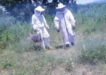 Bombeiros Militares do Ceará orientam como proceder em caso de ataque de abelhas