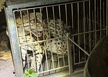 PMCE resgata gato-maracajá em residência no município de Missão Velha