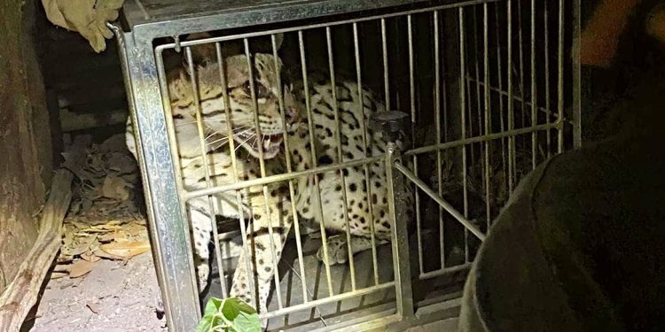 PMCE resgata gato-maracajá em residência no município de Missão Velha