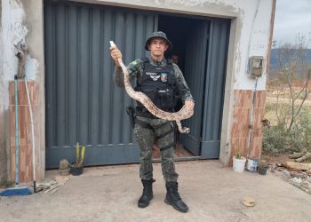 PMCE resgata jiboia encontrada em cima de telefone fixo de residência no Crato