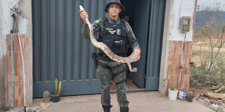 PMCE resgata jiboia encontrada em cima de telefone fixo de residência no Crato