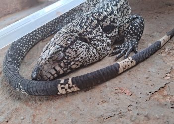 Polícia Militar resgata lagarto vítima de maus-tratos no Crato