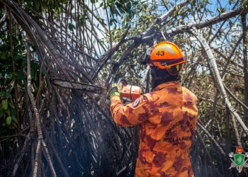 CBMCE realizou o corte de 1.327 árvores em situação de perigo neste ano