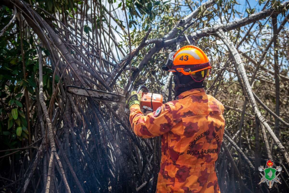 CBMCE realizou o corte de 1.327 árvores em situação de perigo neste ano