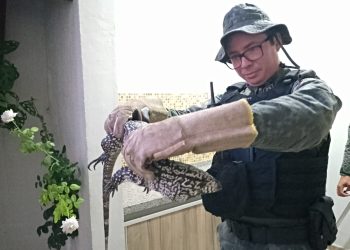Lagarto com cerca de um metro de comprimento é resgatado pela PMCE dentro de uma casa no Crato