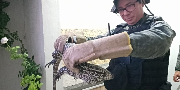 Lagarto com cerca de um metro de comprimento é resgatado pela PMCE dentro de uma casa no Crato