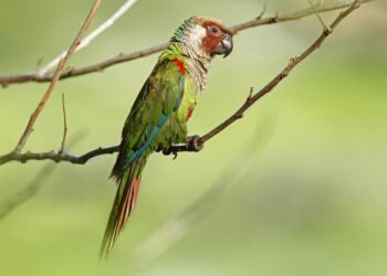 Após 114 anos desaparecida, espécie de periquito ameaçada retorna à Caatinga