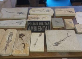 PMCE recolhe 15 fósseis durante fiscalizações em pedreiras de Nova Olinda e Santana do Cariri