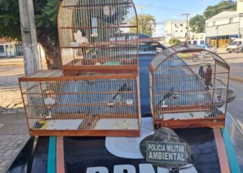 PMCE realiza resgate de aves silvestres em Juazeiro do Norte