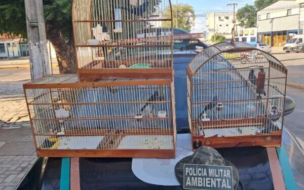 PMCE realiza resgate de aves silvestres em Juazeiro do Norte