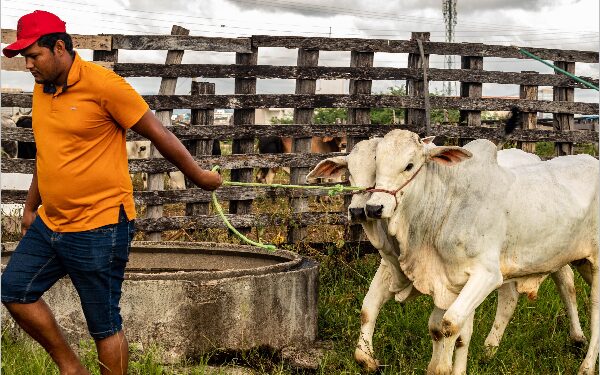 SEAGRI atende mais de 2.500 pessoas em 2024 com serviços e ações no campo
