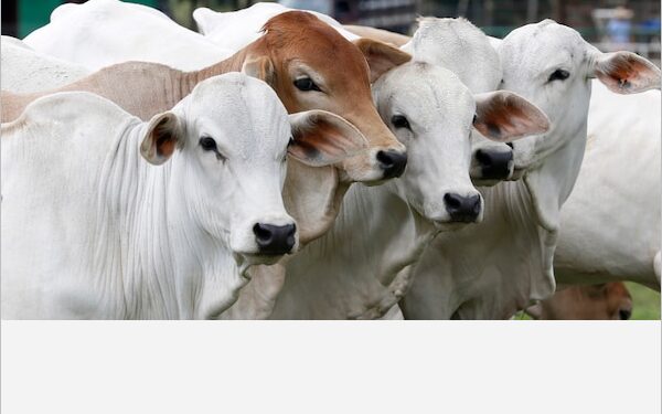 Secretaria de Desenvolvimento Agrário de Barbalha vai realizar emissão de Guia de Trânsito Animal