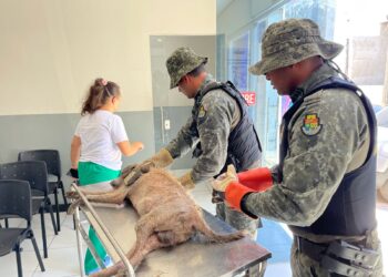 BPMA realiza o resgate de animal submerso em lama