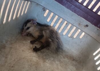 Em ações distintas, Polícia Militar resgata sagui e cassaco em Juazeiro do Norte