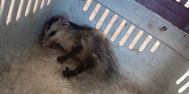 Em ações distintas, Polícia Militar resgata sagui e cassaco em Juazeiro do Norte
