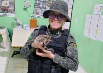 Polícia Militar resgata filhote de gato-maracajá no município do Crato