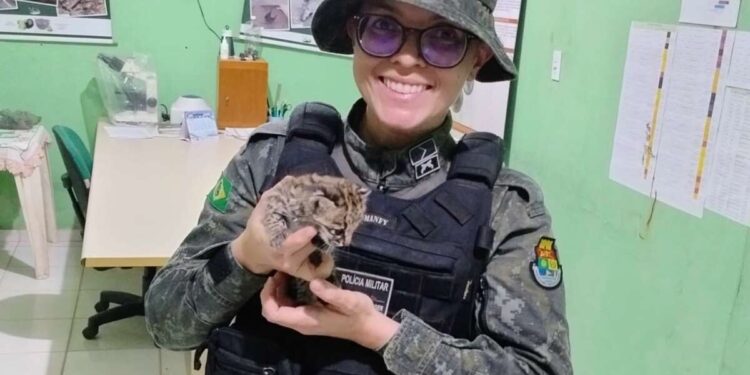 Polícia Militar resgata filhote de gato-maracajá no município do Crato