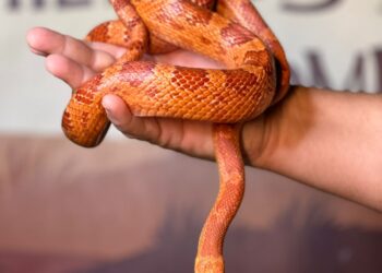 Cariri Shopping e Planeta Répteis: exposição interativa ensina sobre espécies e promove a preservação ambiental