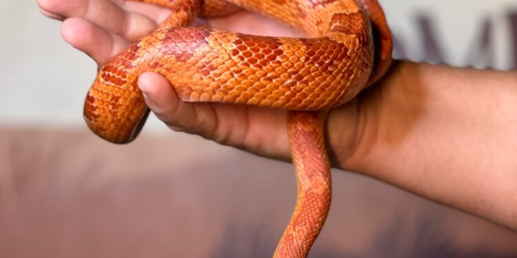 Cariri Shopping e Planeta Répteis: exposição interativa ensina sobre espécies e promove a preservação ambiental