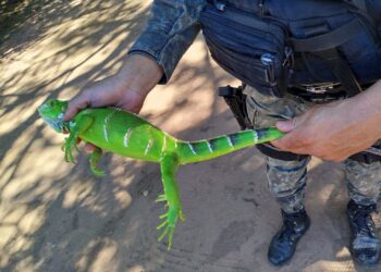 Iguana-verde é resgatado pela Polícia Militar em Barbalha
