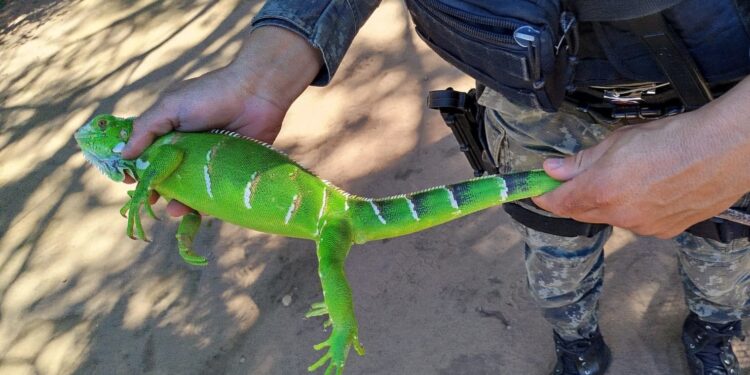 Iguana-verde é resgatado pela Polícia Militar em Barbalha