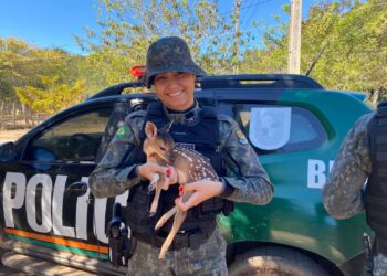 PMCE resgata filhote de veado-catingueiro no Crato