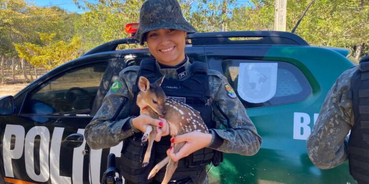 PMCE resgata filhote de veado-catingueiro no Crato