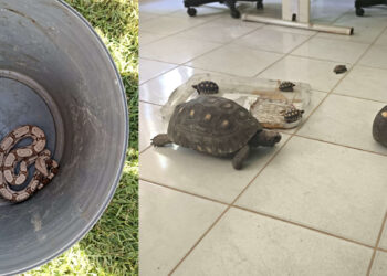 Uma cobra jiboia e seis jabutis são resgatados pela Polícia Militar no Crato