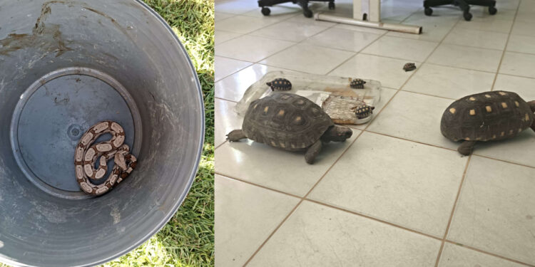 Uma cobra jiboia e seis jabutis são resgatados pela Polícia Militar no Crato