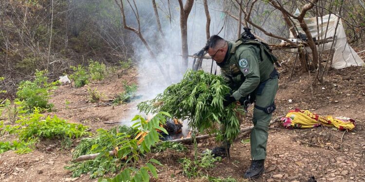 Com apoio da Ciopaer, plantação de maconha é incinerada em Missão Velha