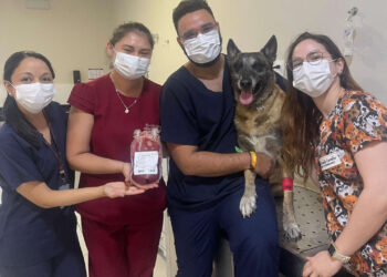 Em ato de bravura, cão policial da PCCE doa sangue para cachorro com saúde debilitada