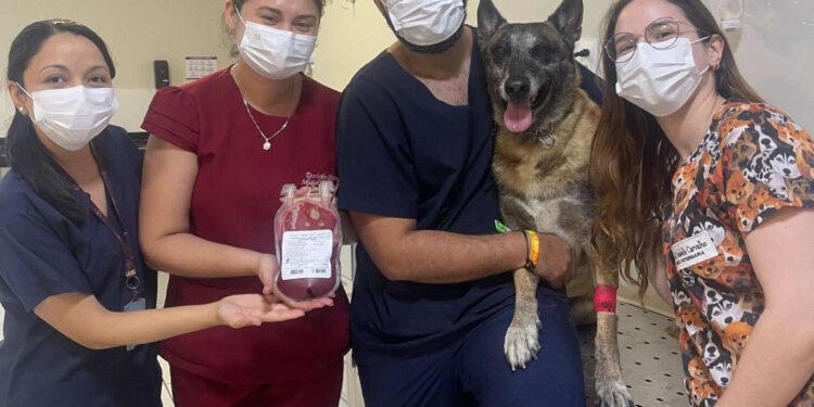 Em ato de bravura, cão policial da PCCE doa sangue para cachorro com saúde debilitada