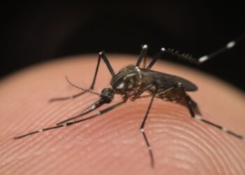 Calor no Cariri: altas temperaturas aceleram reprodução de mosquitos