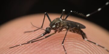 Calor no Cariri: altas temperaturas aceleram reprodução de mosquitos