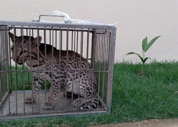 BPMA resgata jaguatirica ferida em área rural de Missão Velha