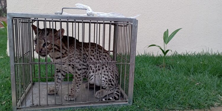 BPMA resgata jaguatirica ferida em área rural de Missão Velha