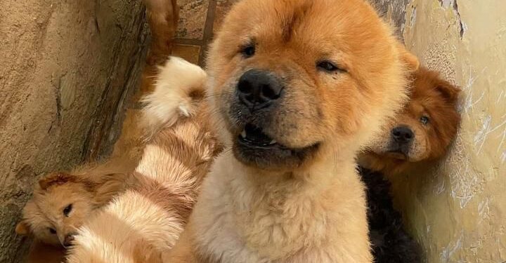 PCCE resgata 121 animais vítimas de maus-tratos mantidos em canil na cidade de Brejo Santo