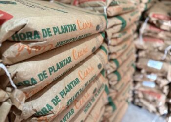 Crato é beneficiado com a entrega de 22,2 toneladas de sementes do Hora de Plantar