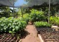Campanha troca garrafas PET por mudas de plantas em Juazeiro do Norte