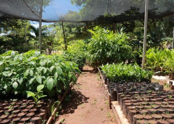 Campanha troca garrafas PET por mudas de plantas em Juazeiro do Norte