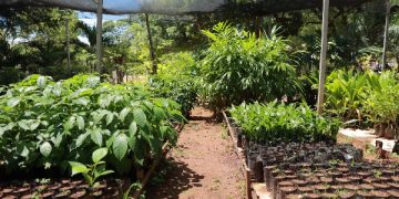 Campanha troca garrafas PET por mudas de plantas em Juazeiro do Norte