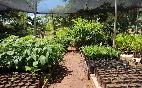 Campanha troca garrafas PET por mudas de plantas em Juazeiro do Norte