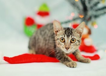 Juazeiro do Norte inicia cadastro para castração de gatos nesta segunda-feira, 11