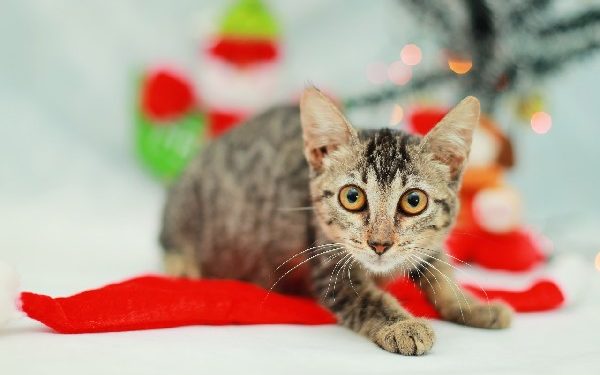 Juazeiro do Norte inicia cadastro para castração de gatos nesta segunda-feira, 11