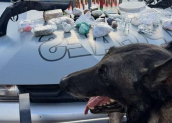Com auxílio de cães farejadores, PMCE apreende armas, drogas e munições no Crato