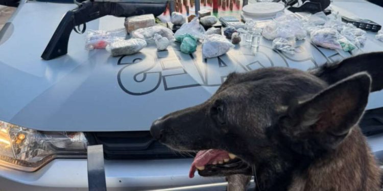 Com auxílio de cães farejadores, PMCE apreende armas, drogas e munições no Crato