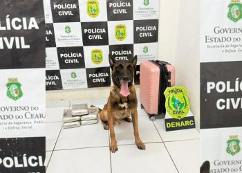 Com auxílio de cão farejador, Polícia Civil prende mulher e apreende quase 6 kg de drogas em Tauá