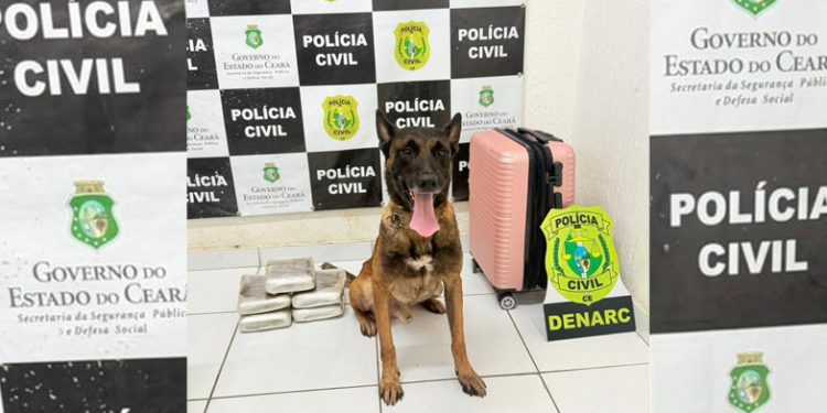 Com auxílio de cão farejador, Polícia Civil prende mulher e apreende quase 6 kg de drogas em Tauá