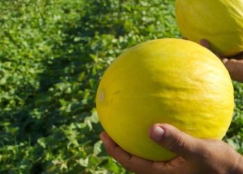 Irrigação e tecnologia: Ceará inicia nova temporada de cultivo de melão em Morada Nova com salto nas exportações